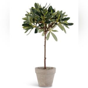 Olive Small Topiary in Cement Small Pot